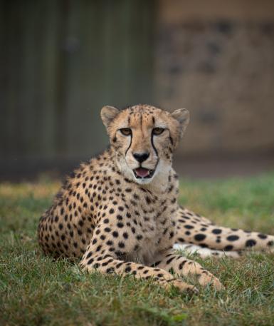 Cheetah