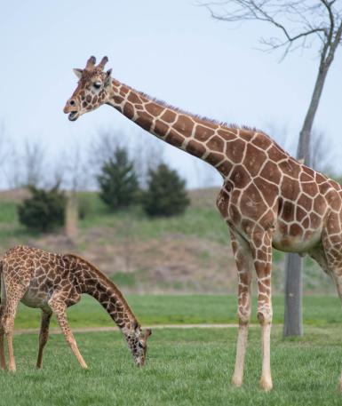 giraffe in savanna