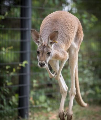 kangaroo hopping