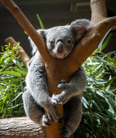 Koala Katy in tree