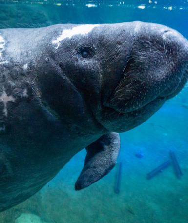 manatee in water
