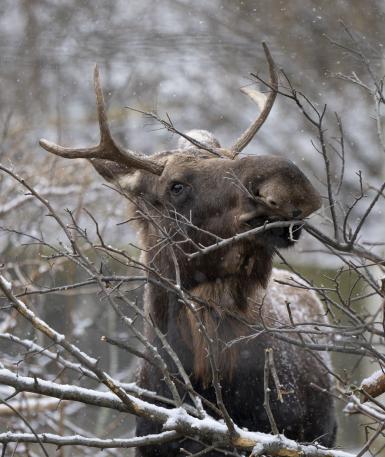 Moose in snow