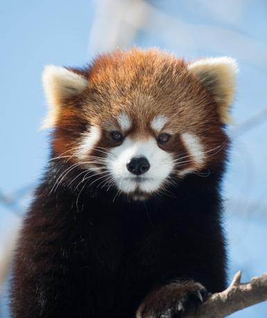 red panda