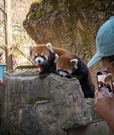 Red Panda Experience