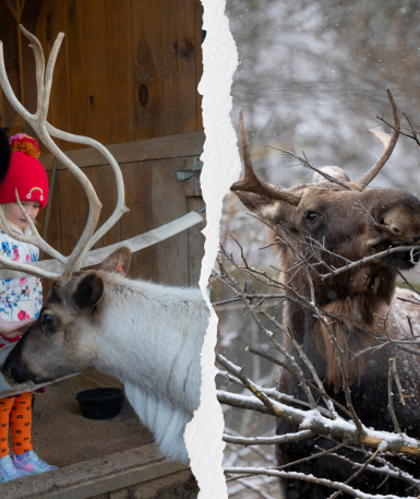 split image of reindeer and moose