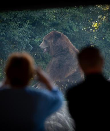 Zoo guests on night hike, taking picture of a bear