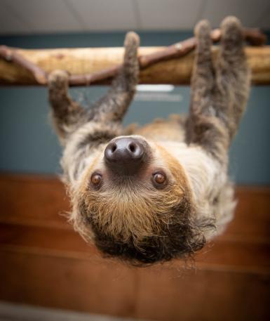 Sloth hanging upside down