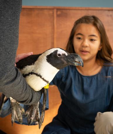 VIP Tour with penguin ambassador