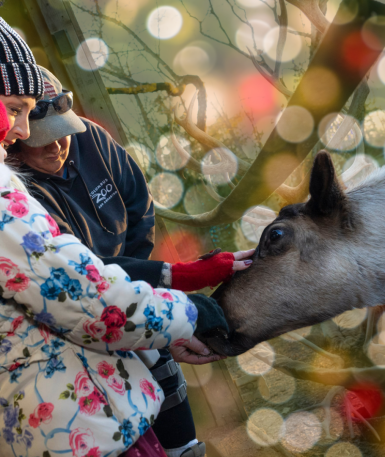 reindeer being fed by zoo guests
