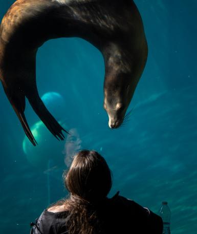 sea lion and zoo guest