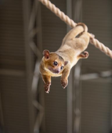 kinkajou hanging from rope