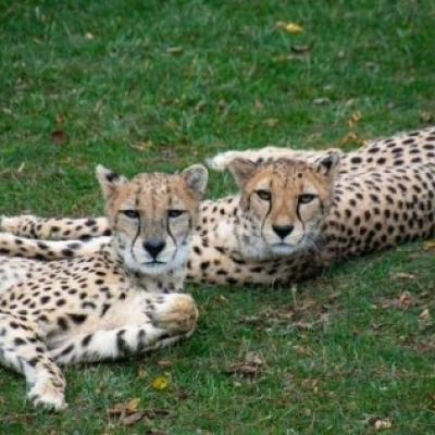 Bibi and Zemba