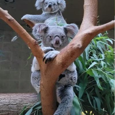 Kora (background), Katy (foreground)