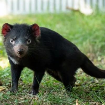 Layna, Tasmanian devil