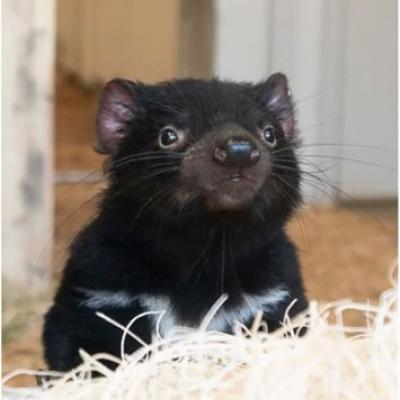 Tori, Tasmanian Devil