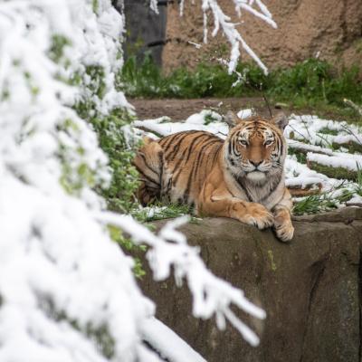 Amur Tiger