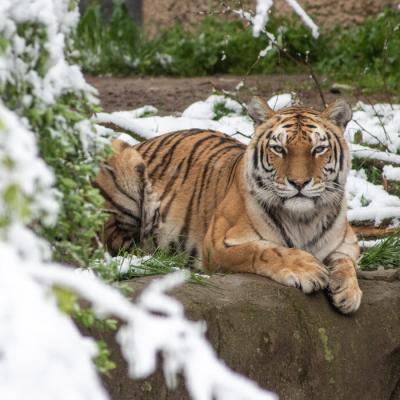 Amur Tiger Natasha