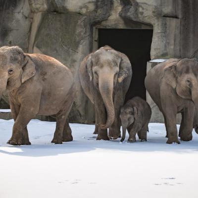 Asian Elephant