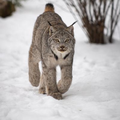 Canada Lynx