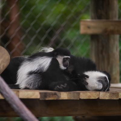 Black and white colobus monkeys. Photo Credit: Amanda Carberry, Columbus Zoo and Aquarium