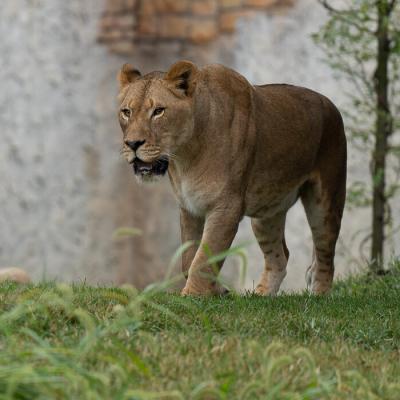 Lion Nyasi