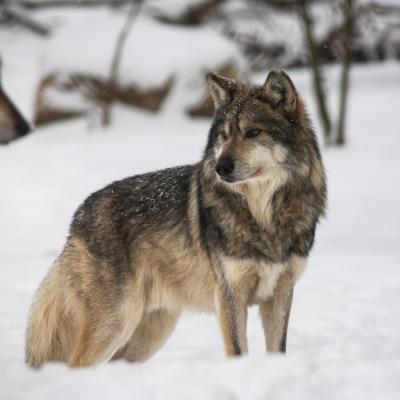 Mexican Wolf