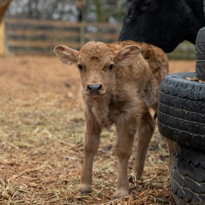 Mini Dexter Cow Calf