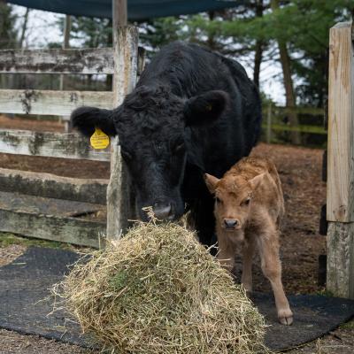 Mini Dexter Cow 