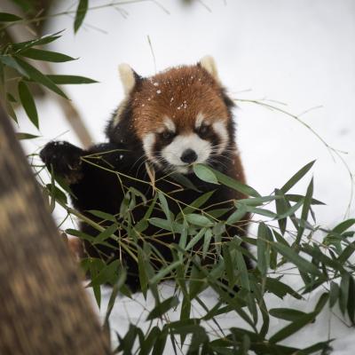 Red Panda