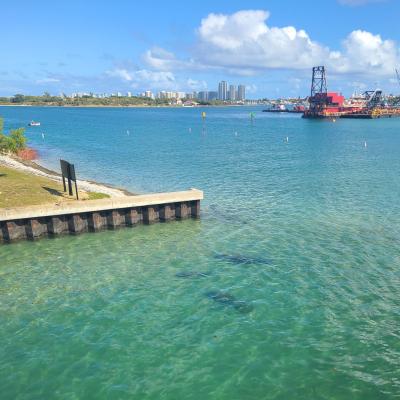 Manatees next to a dock (Photo credit: Taylor Hann)