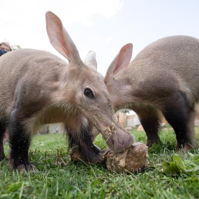 Aardvarks Artie & Kiaza