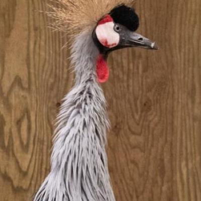Grey crane with yellow plume
