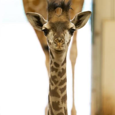 Charlie the Giraffe Calf