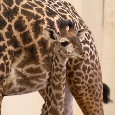 Charlie the Giraffe Calf