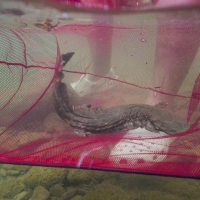 Hellbender Release