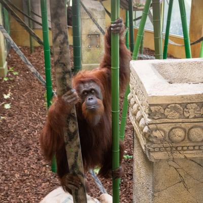 Orangutan climbing