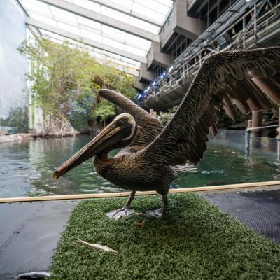Pelican