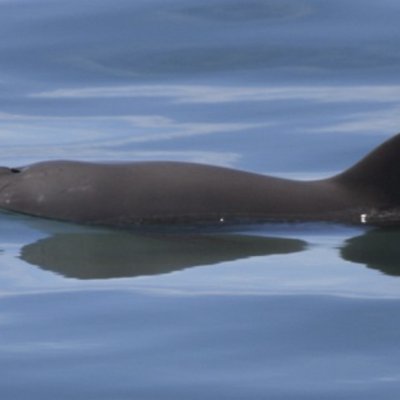 Vaquita in the wild