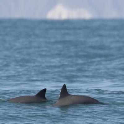 Vaquita in the wild