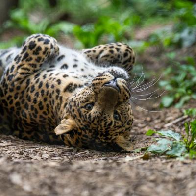 African leopard rolls on his back