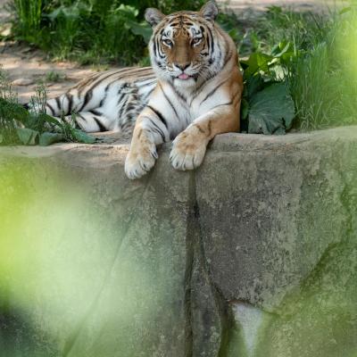 Amur tiger lying down in habitat
