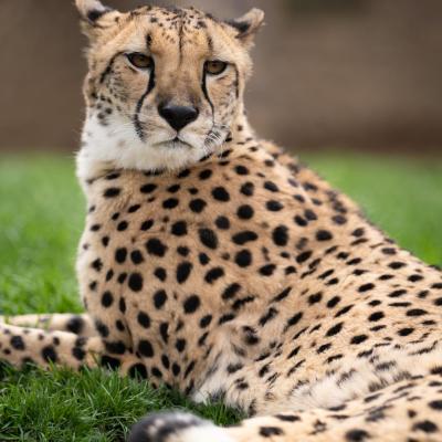 Cheetah looks over shoulder