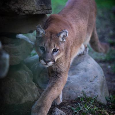 Cougar walking through Zoo habitat
