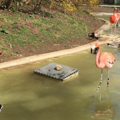 flamingos in water