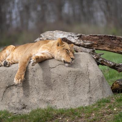 Female lion lying down on top of large rock