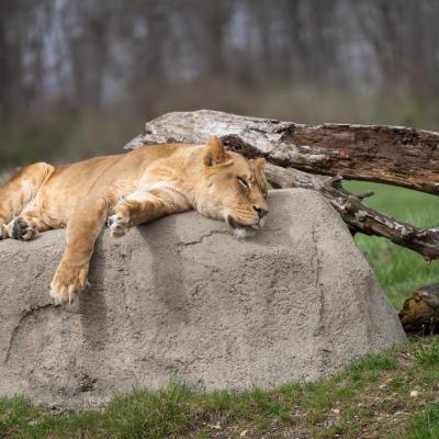 Female lion lying down on top of large rock