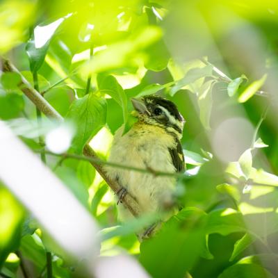 Pico the rose-breasted grosbeak chick sits in tree