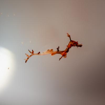 Seadragon Fry - Grahm S. Jones, Columbus Zoo and Aquarium