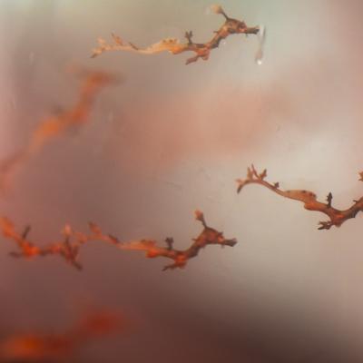 Seadragon Fry - Grahm S. Jones, Columbus Zoo and Aquarium