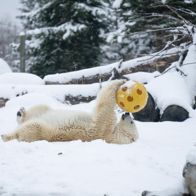 polar bear with large yellow ball